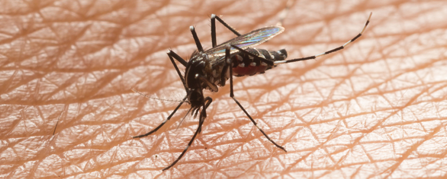 Header image close up of mosquito on skin